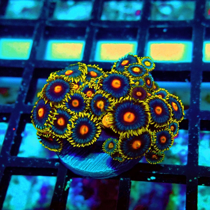 Ultra Zoas Frag