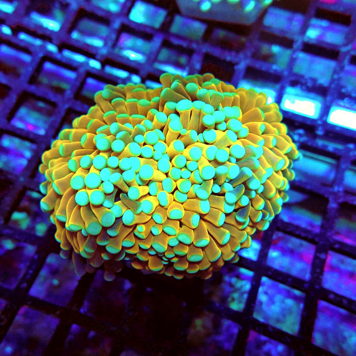 Banana Green Tips Torch Premium