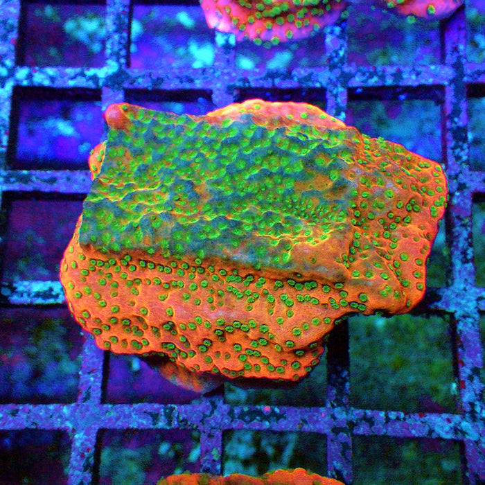 Rainbow Montipora