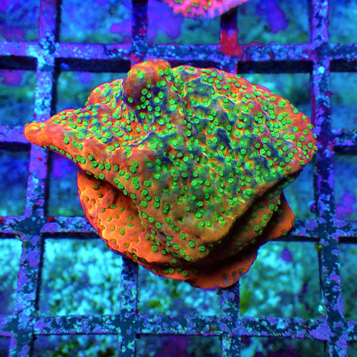 Rainbow Montipora