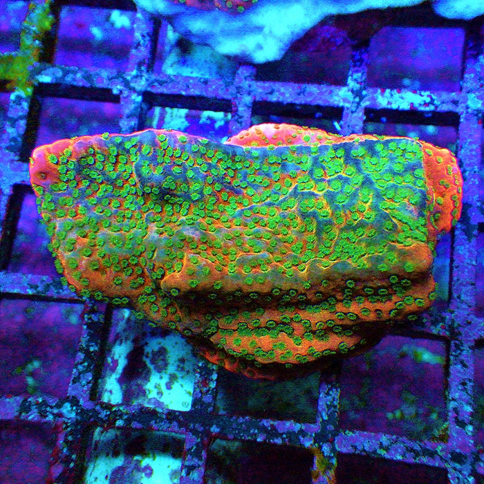 Rainbow Montipora