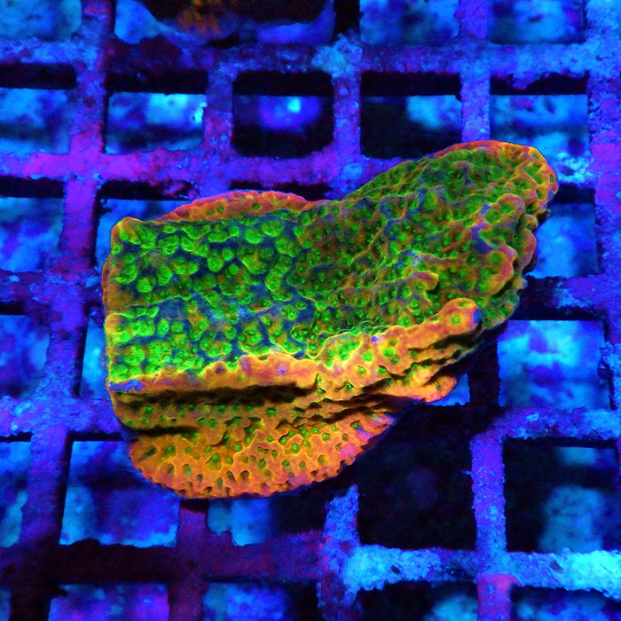 Rainbow Montipora