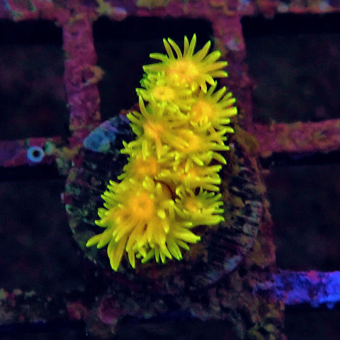 Ultra Goniopora Frag (3)