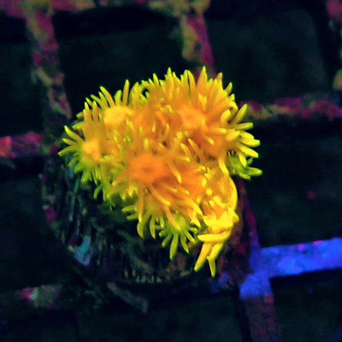 Ultra Goniopora Frag (3)