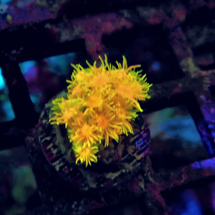 Ultra Goniopora Frag (3)