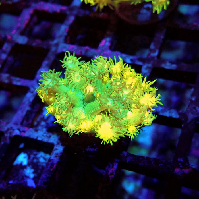 Bright Gold-Blue Goniopora Frag