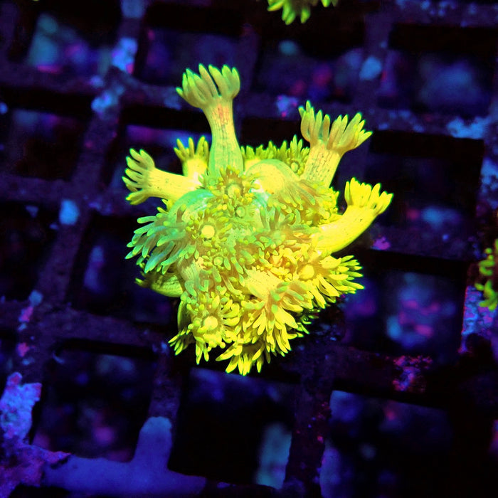 Bright Gold-Blue Goniopora Frag