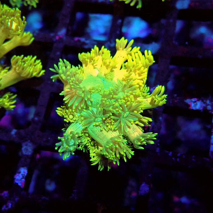 Bright Gold-Blue Goniopora Frag