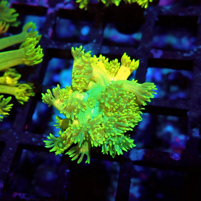 Bright Gold-Blue Goniopora Frag