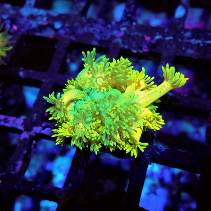 Bright Gold-Blue Goniopora Frag