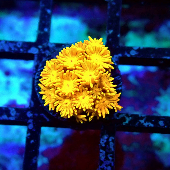 Ultra Goniopora Frag (2)