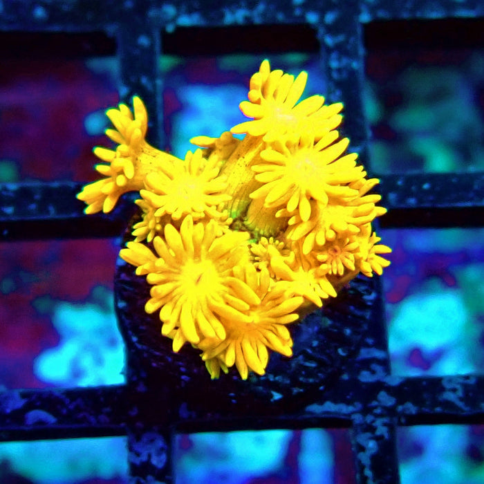 Ultra Goniopora Frag (2)