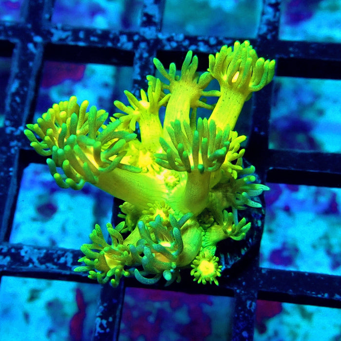 Yellow Blue Goniopora Frag