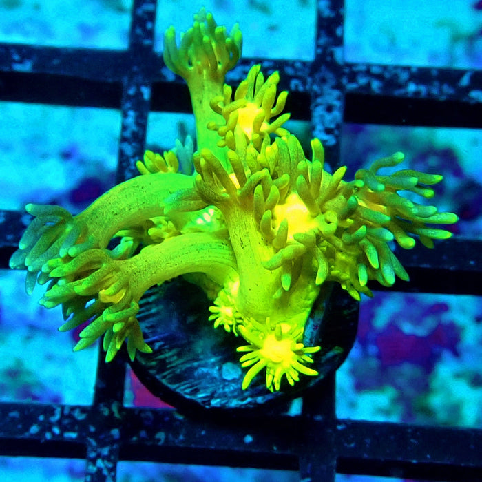 Yellow Blue Goniopora Frag