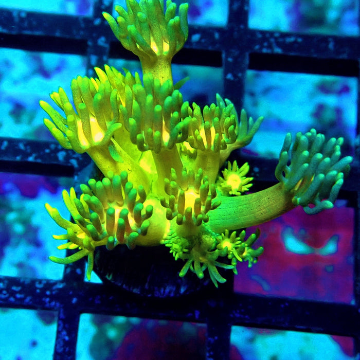 Yellow Blue Goniopora Frag