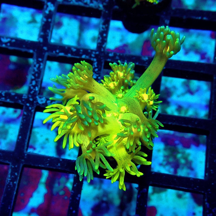 Yellow Blue Goniopora Frag
