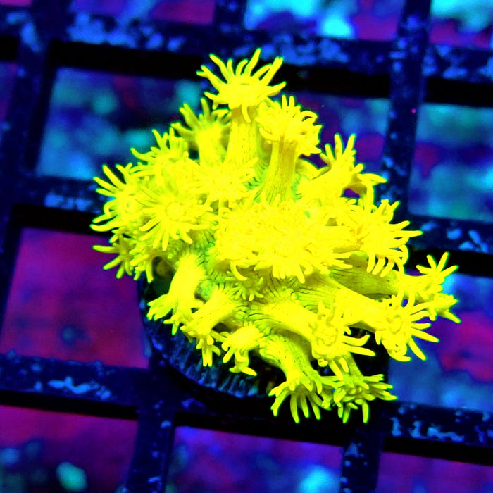 Yellow Goniopora Frag