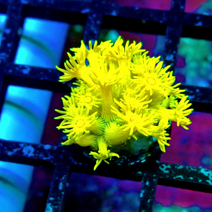 Yellow Goniopora Frag