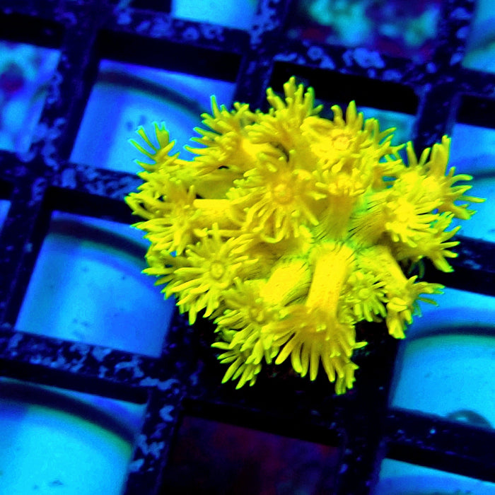 Yellow Goniopora Frag