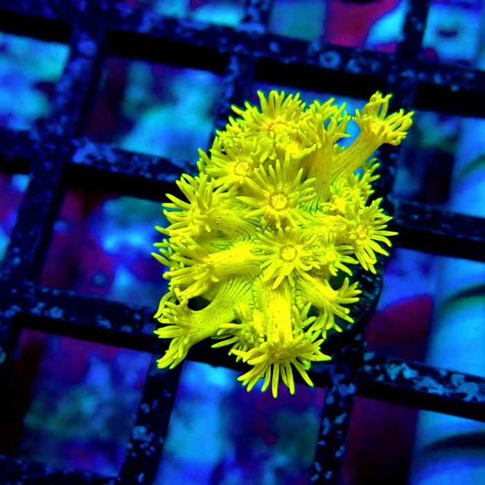 Yellow Goniopora Frag