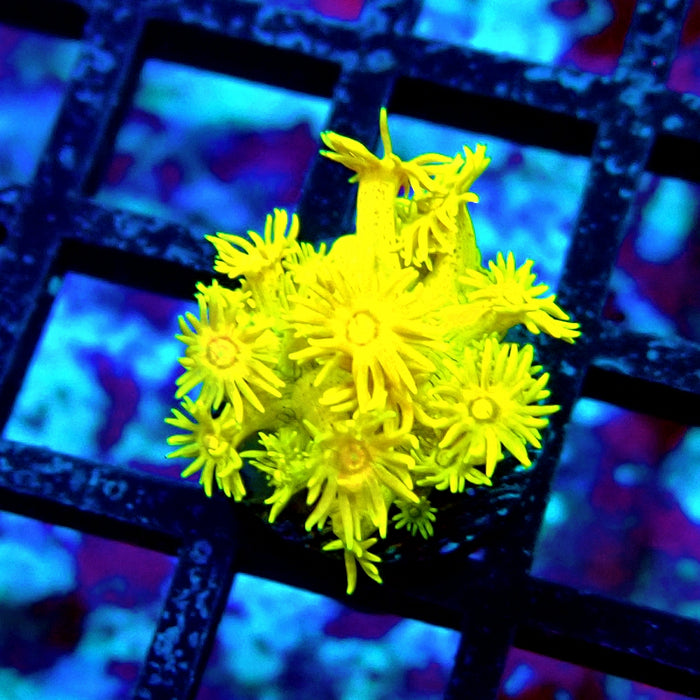 Yellow Goniopora Frag