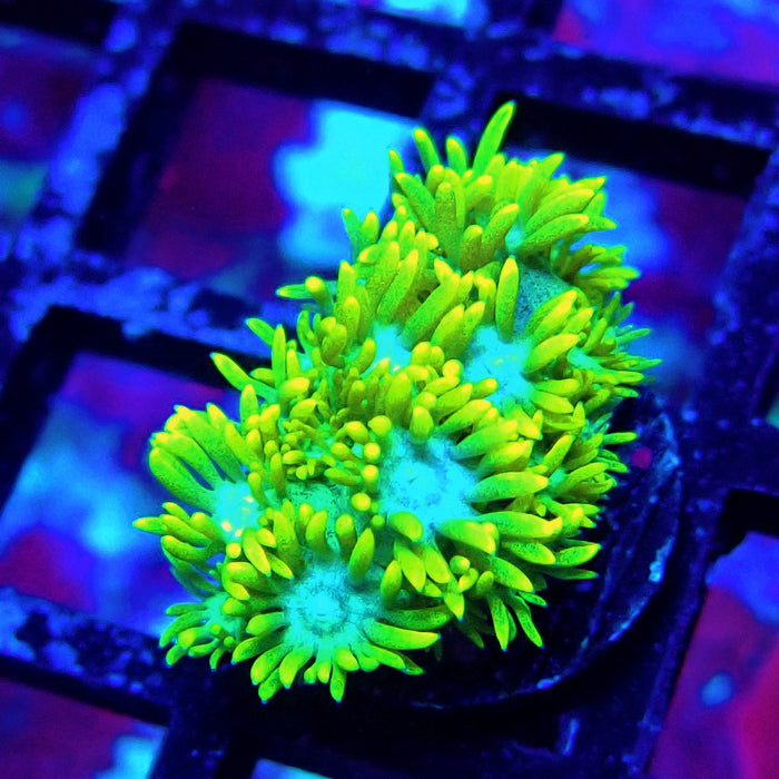 Yellow Blue Center Goniopora Frag