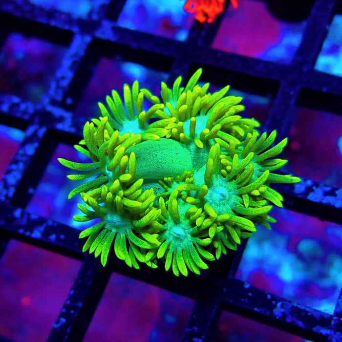 Yellow Blue Center Goniopora Frag