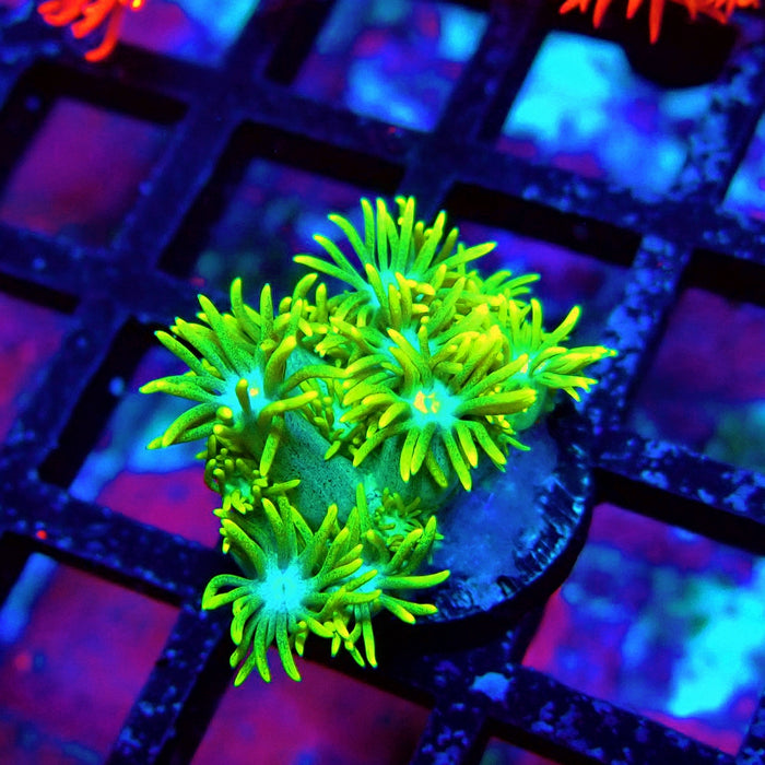 Yellow Blue Center Goniopora Frag