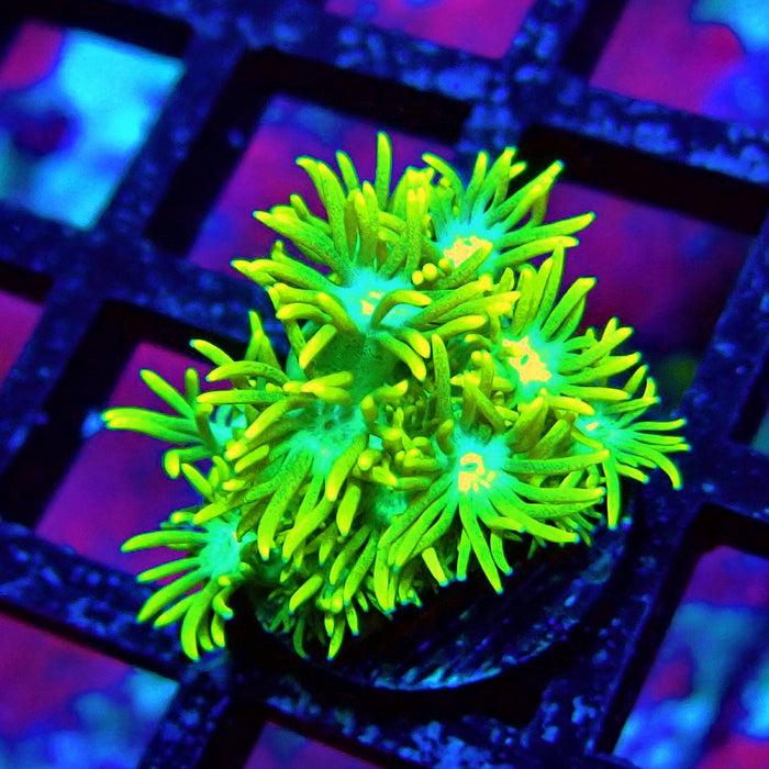 Yellow Blue Center Goniopora Frag