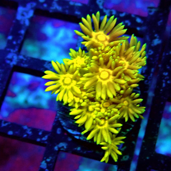 Ultra Goniopora Frag (5)