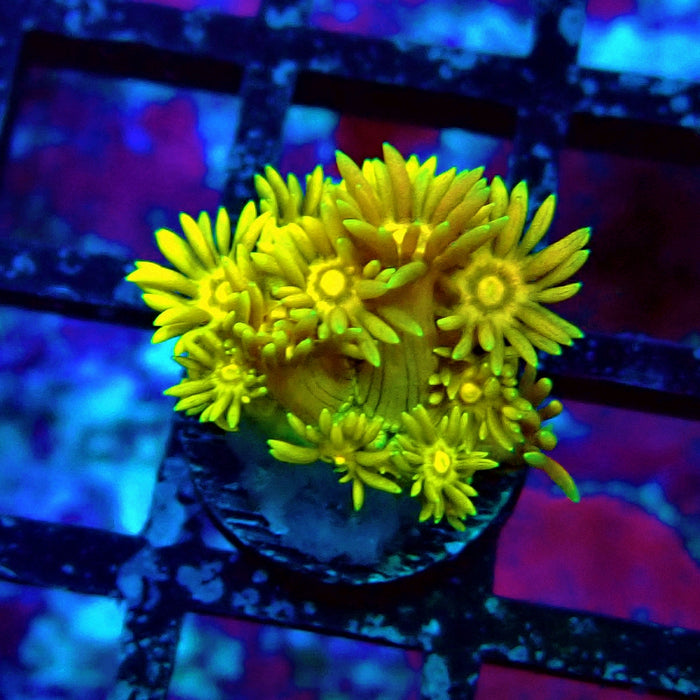 Ultra Goniopora Frag (5)