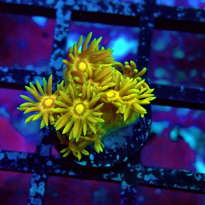 Ultra Goniopora Frag (5)