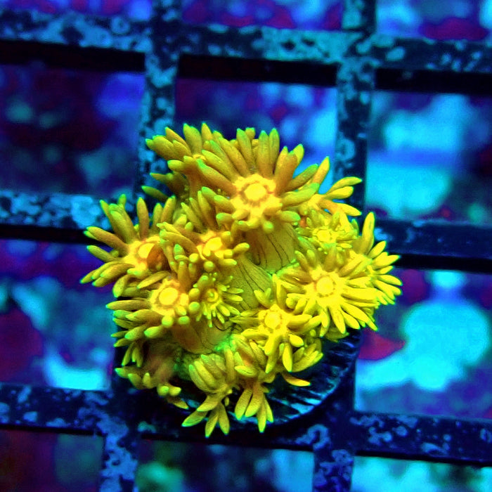 Ultra Goniopora Frag (5)