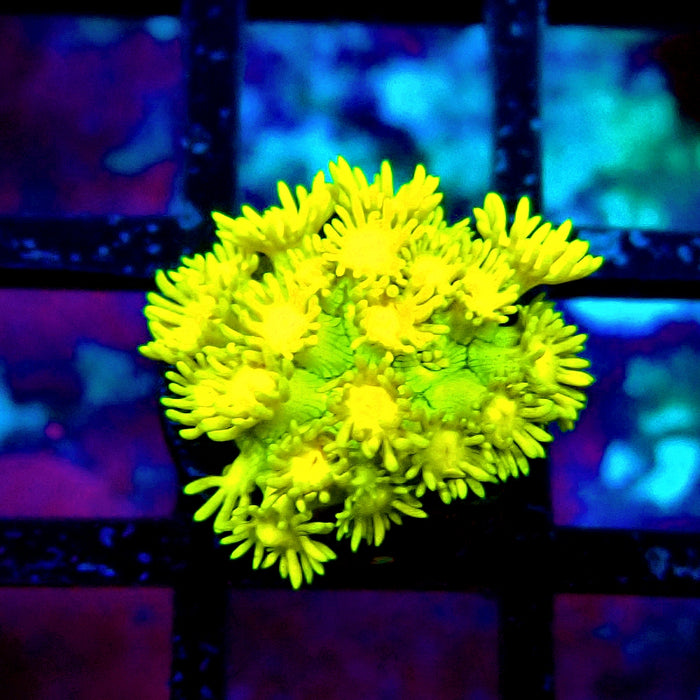 Ultra Goniopora Frag (4)