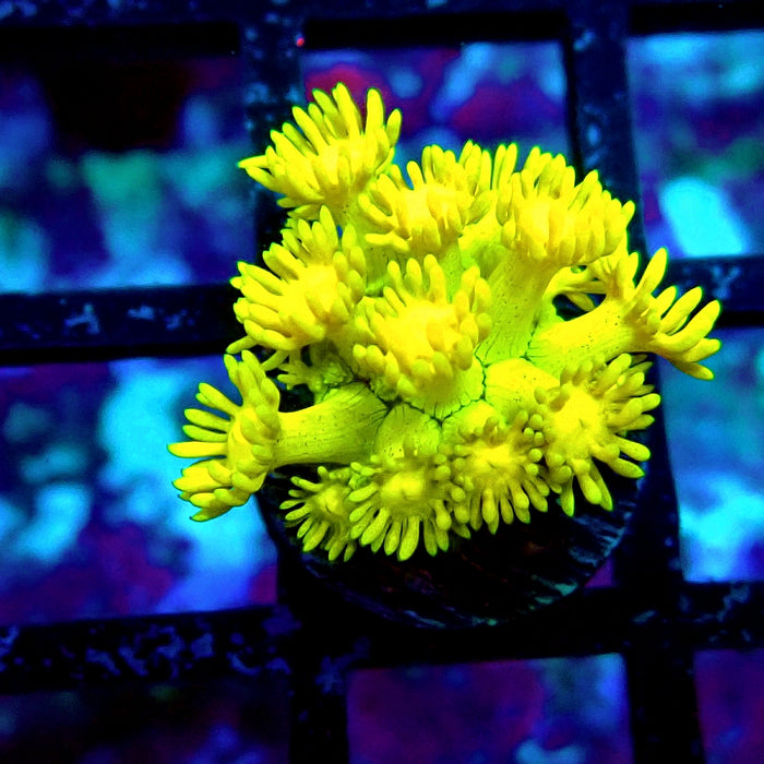 Ultra Goniopora Frag (4)