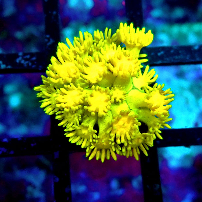 Ultra Goniopora Frag (4)
