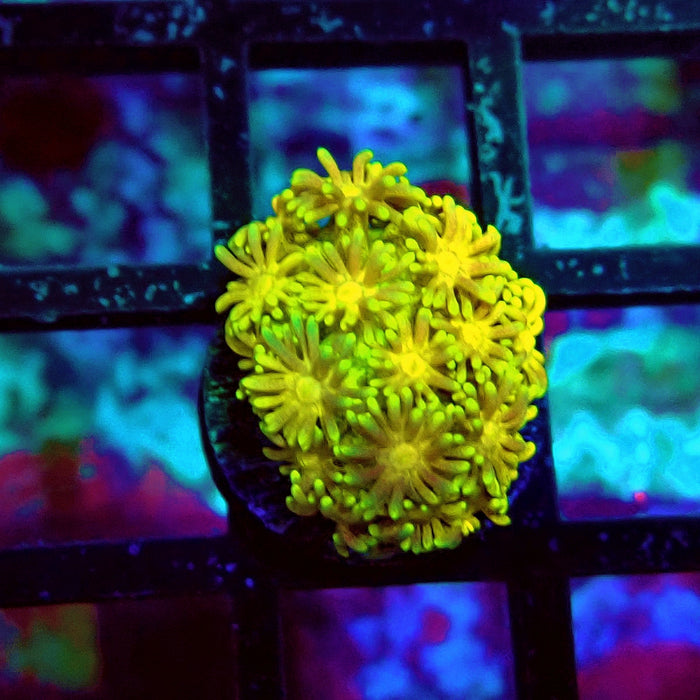 Ultra Goniopora Frag (1)