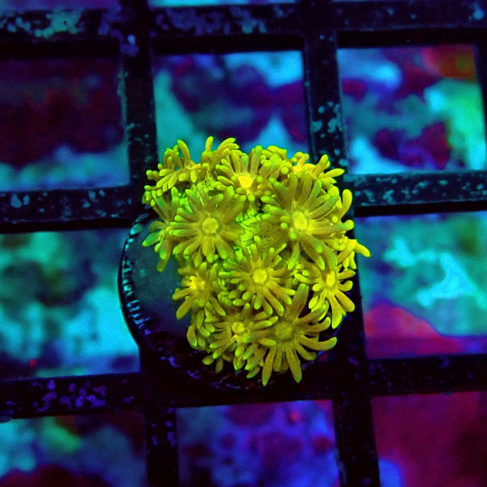 Ultra Goniopora Frag (1)