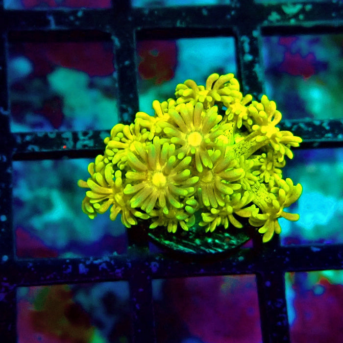 Ultra Goniopora Frag (1)