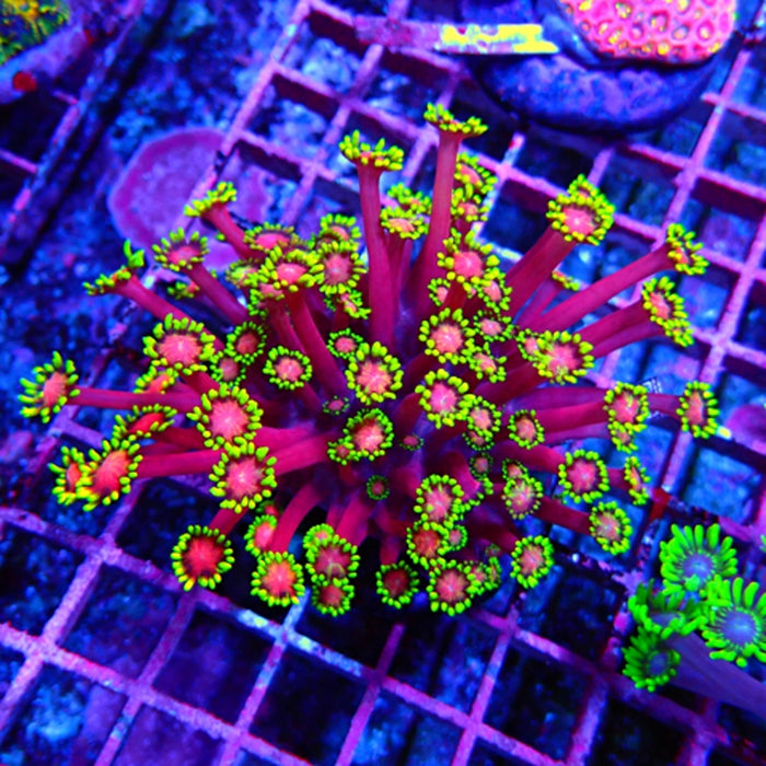 Goniopora Premium Mini Colony