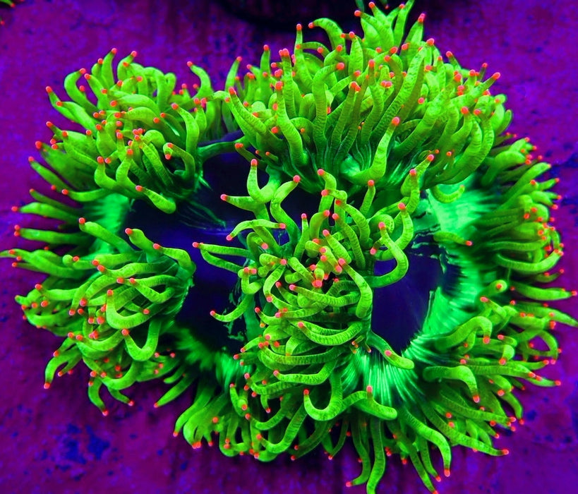 Elegance Coral Premium