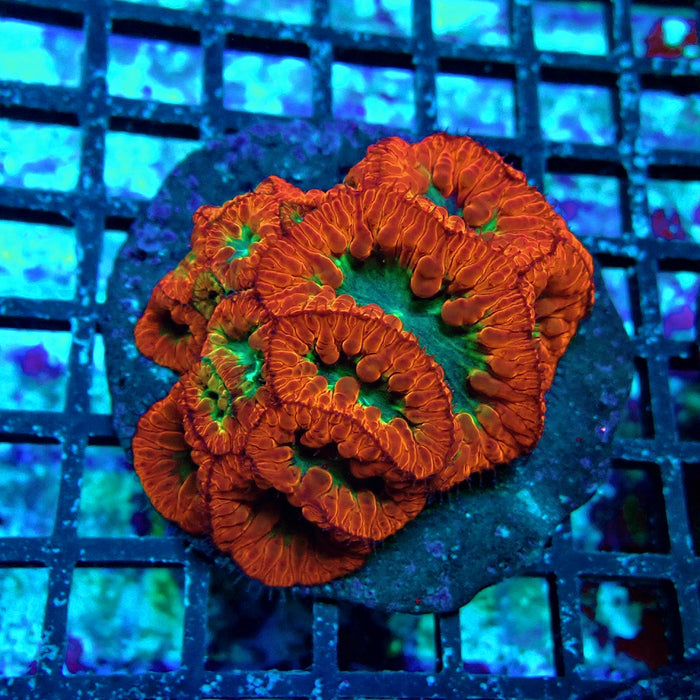 Blastomussa Premium Colony
