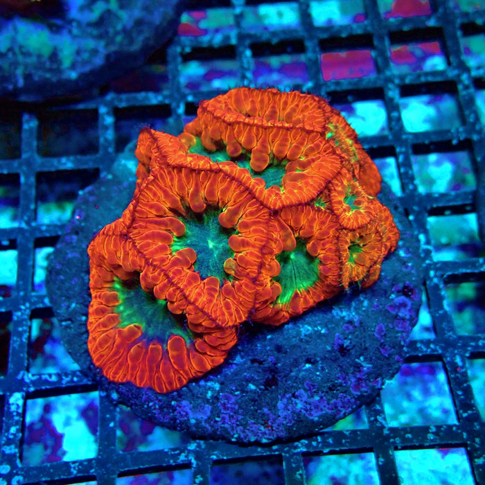 Blastomussa Premium Colony