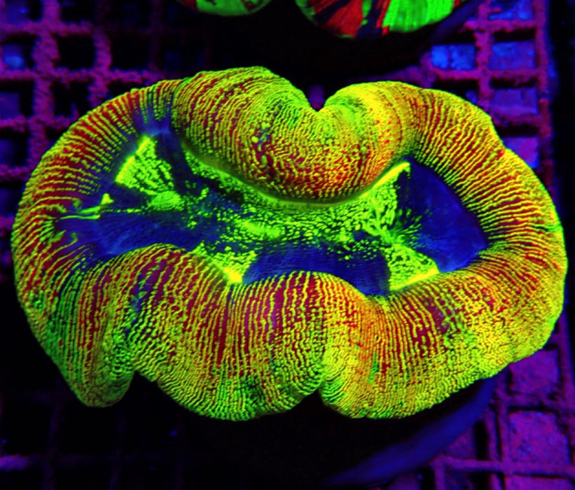 Trachyphyllia RARE