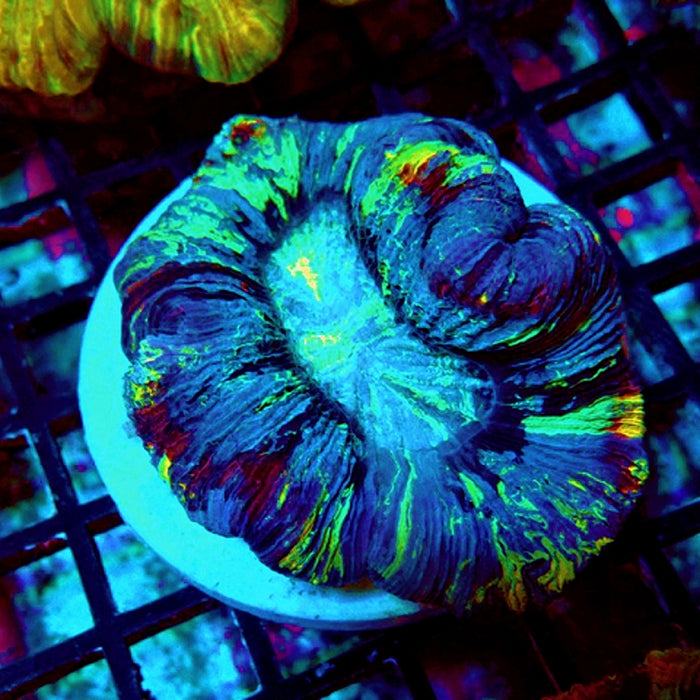 Trachyphyllia RARE Color