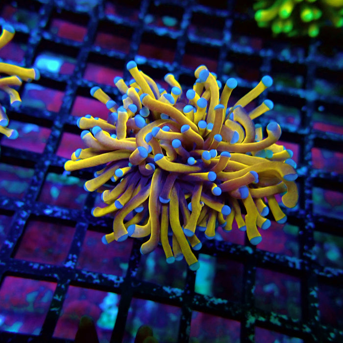 Banana Blue Tips Torch Premium