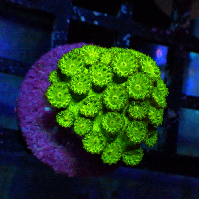 Goniopora Ultra 0114