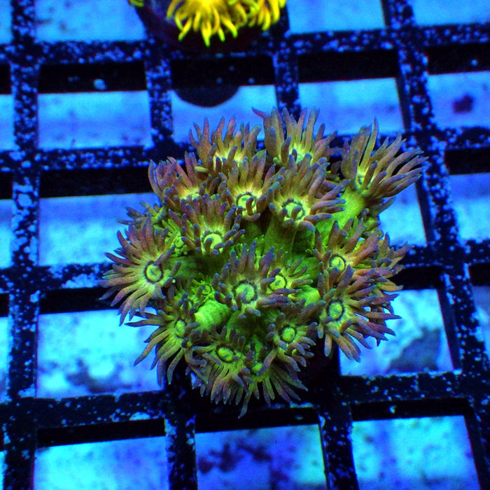 Goniopora Ultra