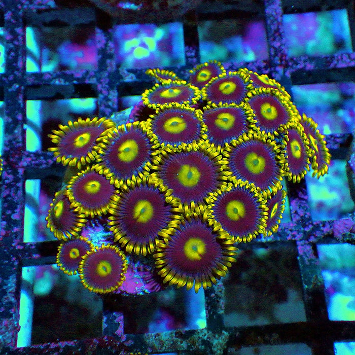 Ultra Zoas Frag 0053