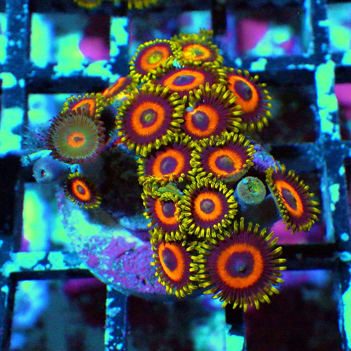 Ultra Zoas Frag 0063
